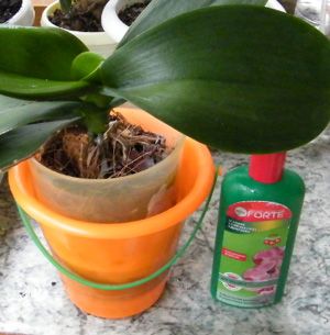 удобрения для орхидей в домашних условиях