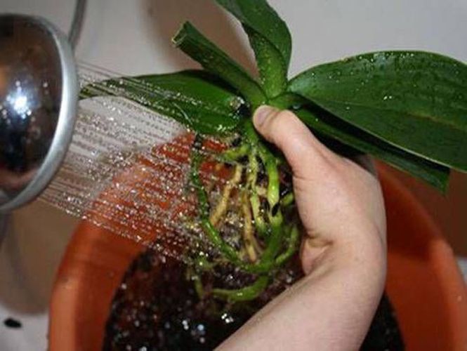 как часто поливать орхидею