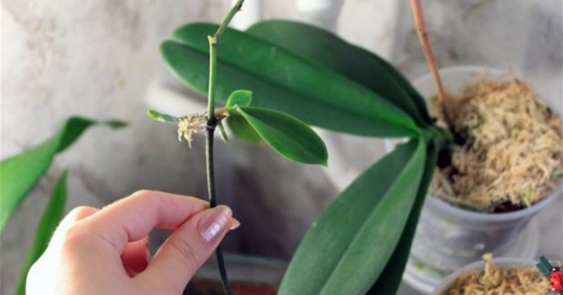 орхидея фаленопсис уход
