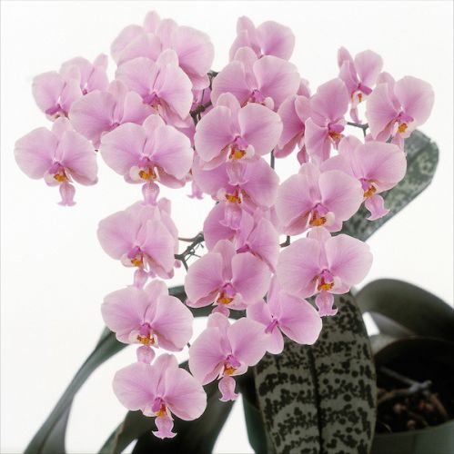 орхидея шиллера