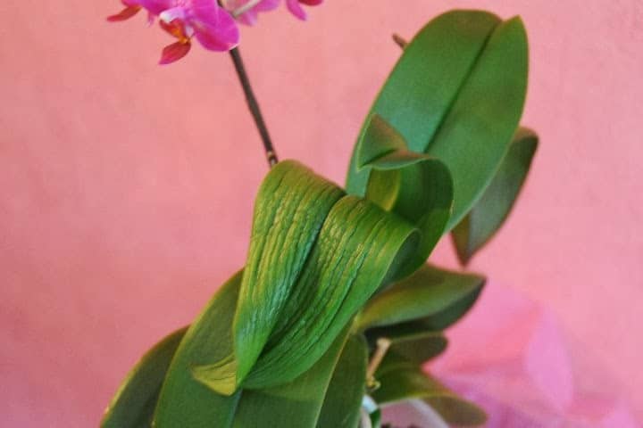 засыхает орхидея
