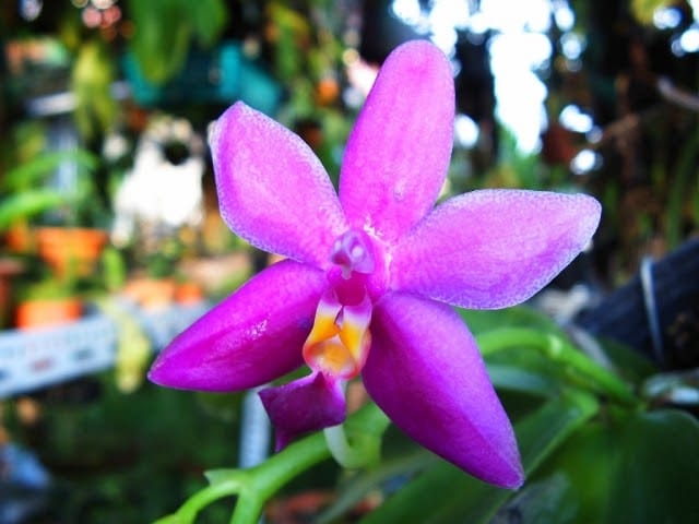 виолацея орхидея