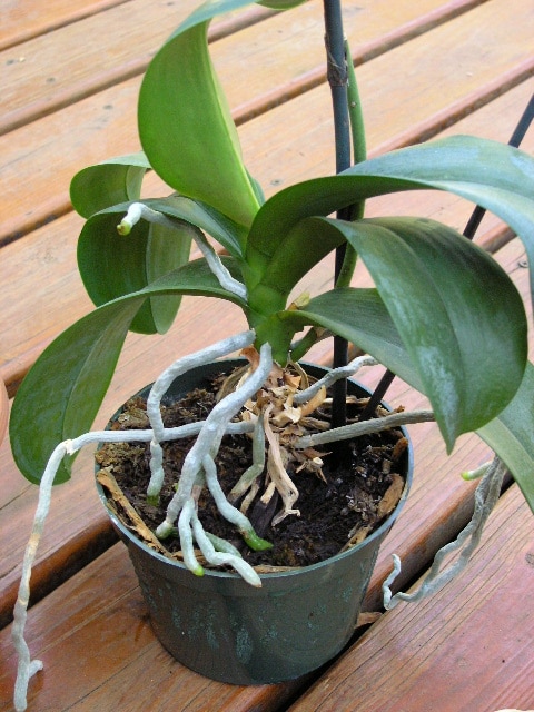 как пересаживать орхидею в домашних условиях