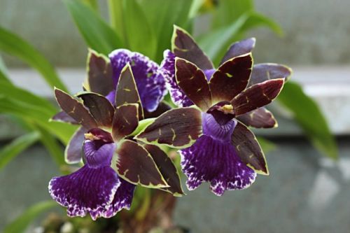 зигопеталум орхидея