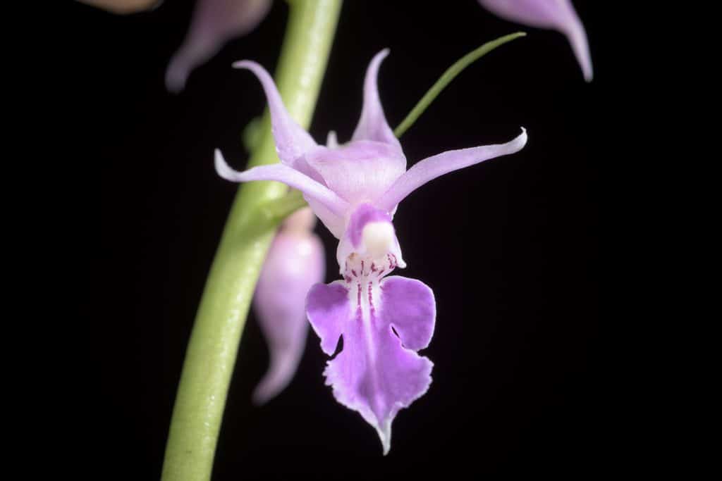 орхидея каланта