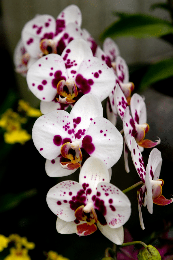 белая орхидея 