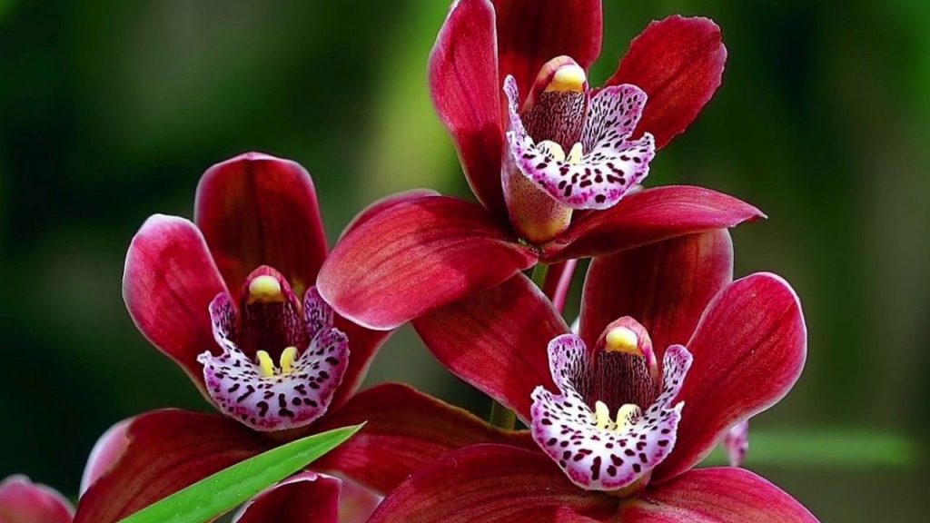 орхидеи красные