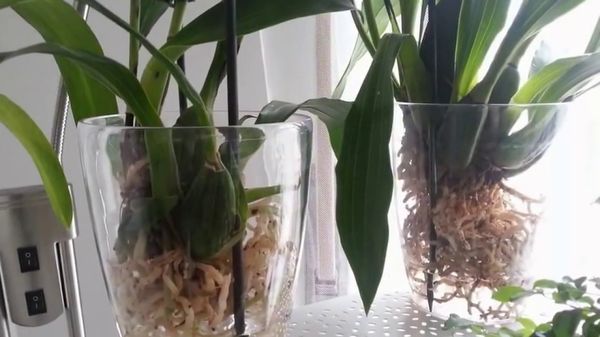 орхидеи в воде