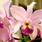 Сколько цветет орхидея