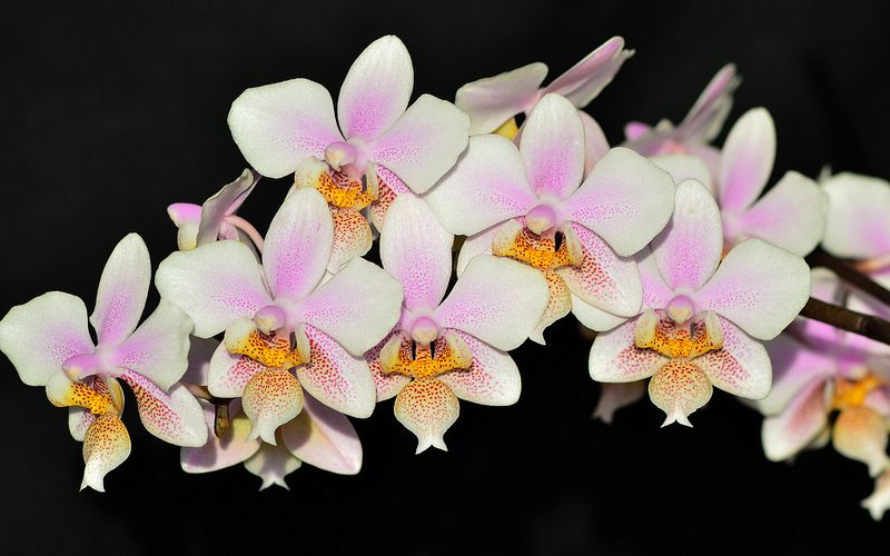 орхидея филадельфия