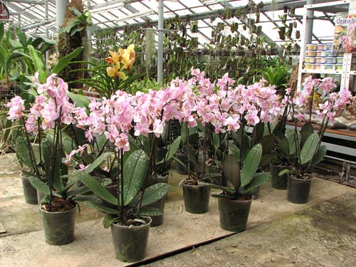 магазин орхидей