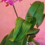 Как спасти засыхающую орхидею
