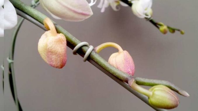 Почему орхидея теряет цветы и бутоны: причины, лечение и уход за орхидеей
