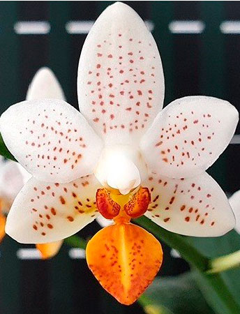 мини орхидея марк 