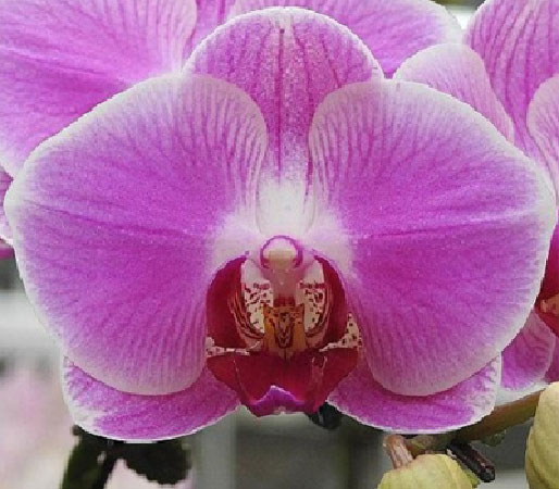 розовая мини орхидея