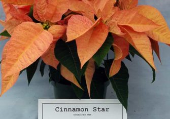 Пуансетия Cinnamon Star