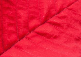 крупный план красного листа пуансеттии