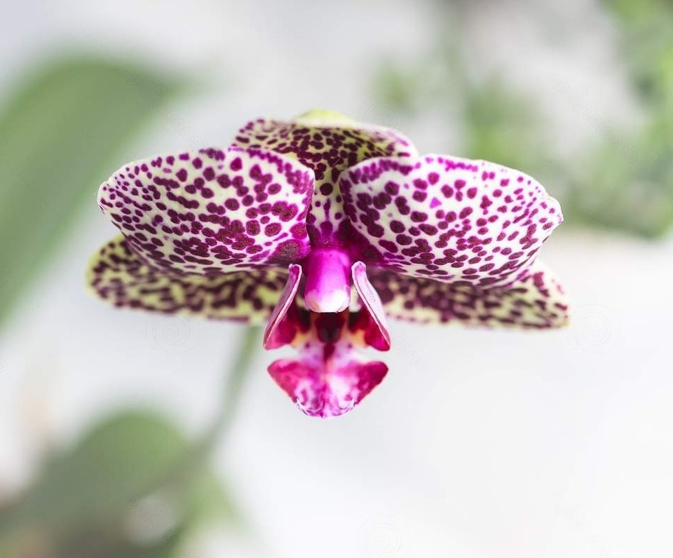 крупный план цвета орхидеи wild cat