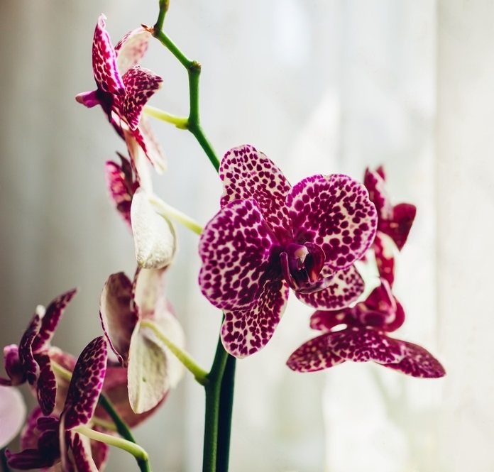 орхидея дикий кот в домашних условиях